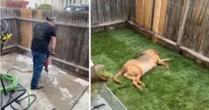 Rescue Dog Returned Four Times Finally Finds Forever Home