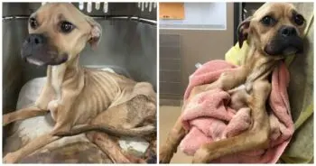 Rescue Dog Shows Gratitude to Every Person Helping Her Heal
