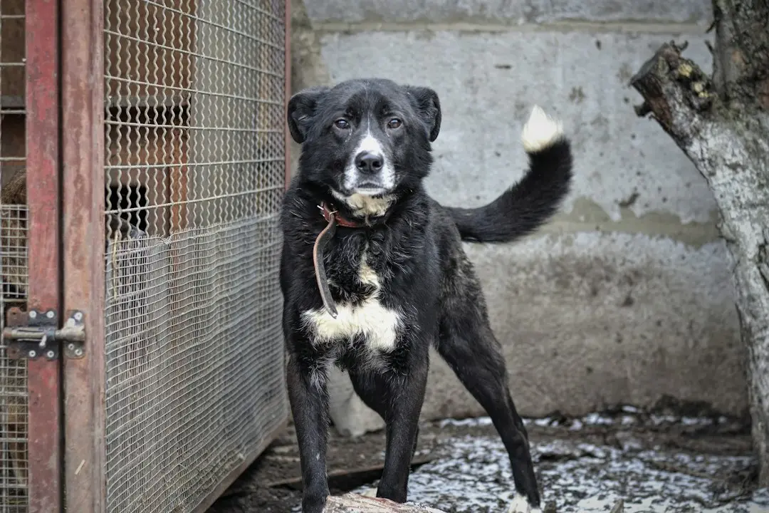 Rescue Dog’s Cheeky Reaction to „Does He Bite?” Goes Viral