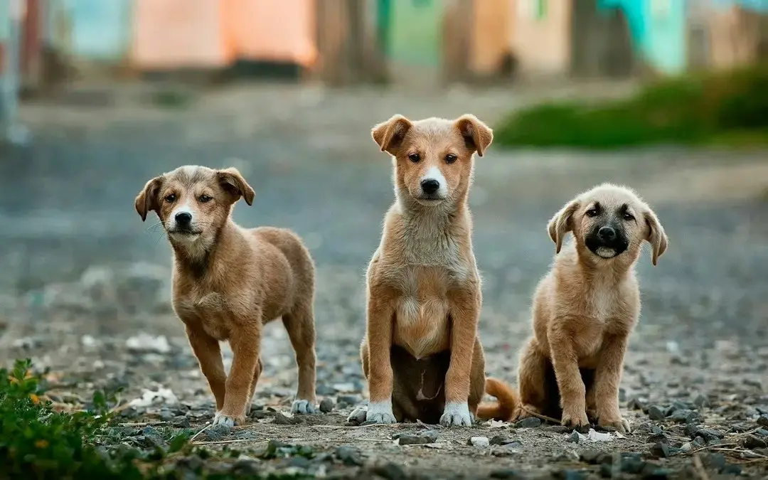 Rescue Dogs Find Comfort in Each Other After Difficult Pasts