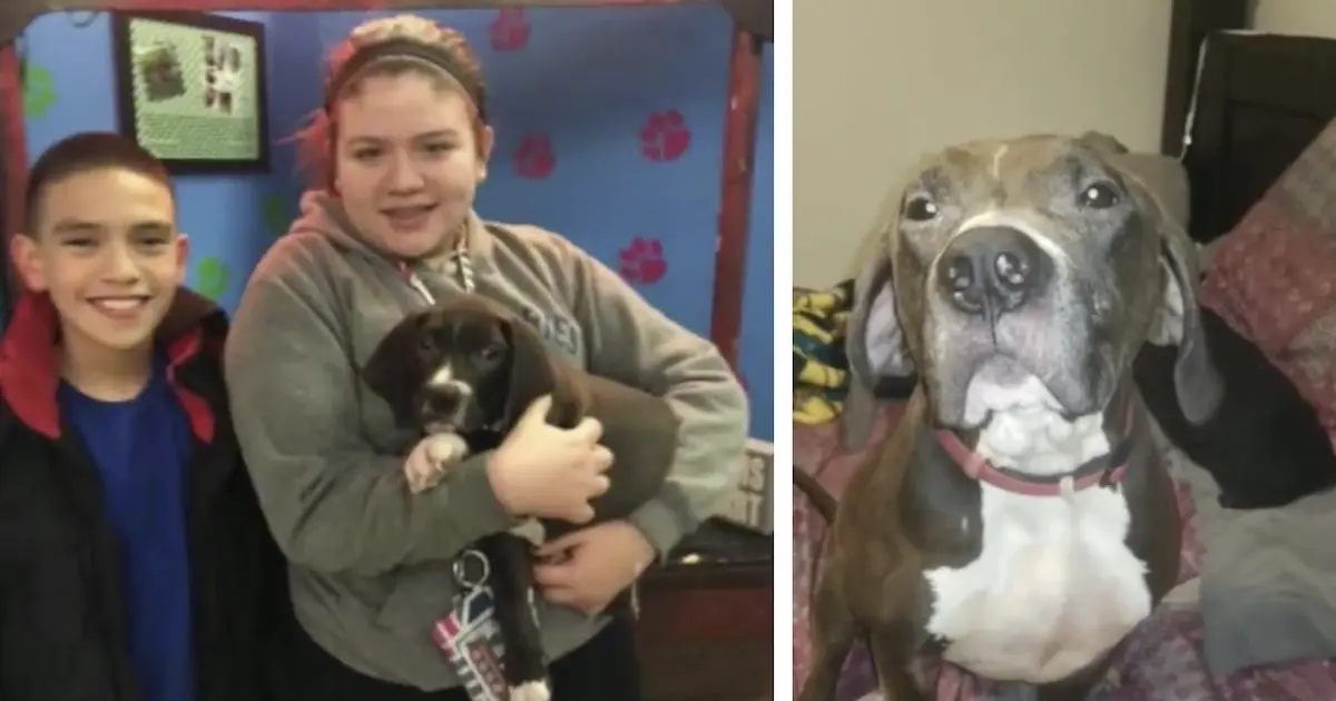Rescue Group Refuses to Return Abused Dog to Previous Owners