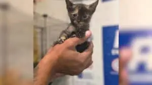 Rescue Kitten Is Half the Size of Her Siblings but Twice as Feisty
