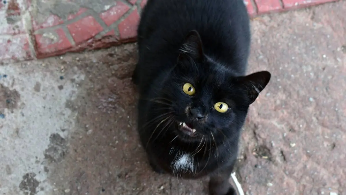 Rescue of Roadside Kitten Ends in Mutual Reluctance