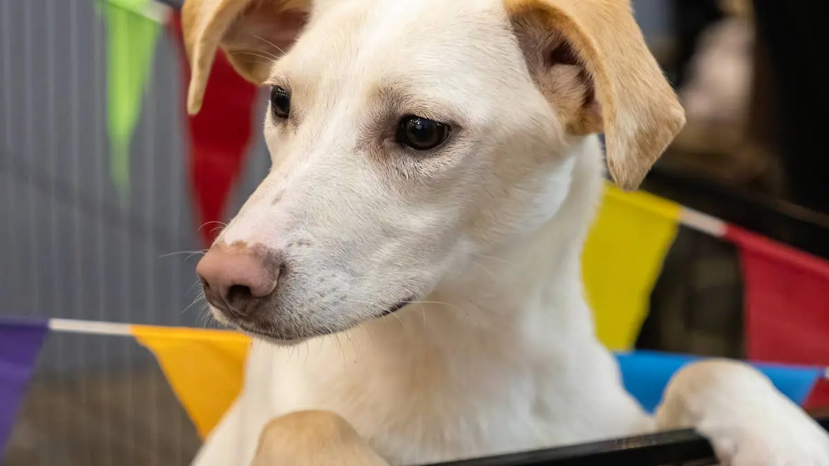 Rescue Puppy Escapes From His Pen Again and Again Until the Camera Footage Finally Reveals His Secret