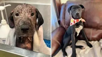Rescue Puppy Regains Coat and Finds Forever Home