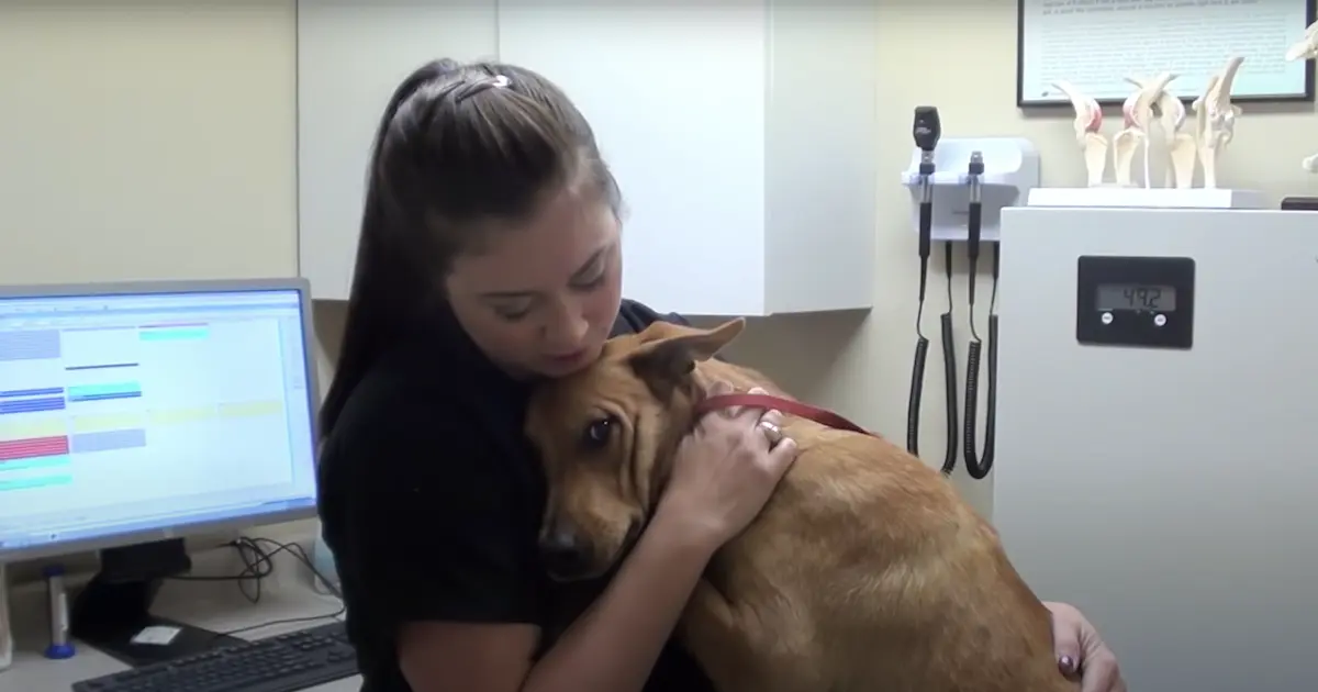 Dog on the Brink: A Rescue Story That Stirs Hope