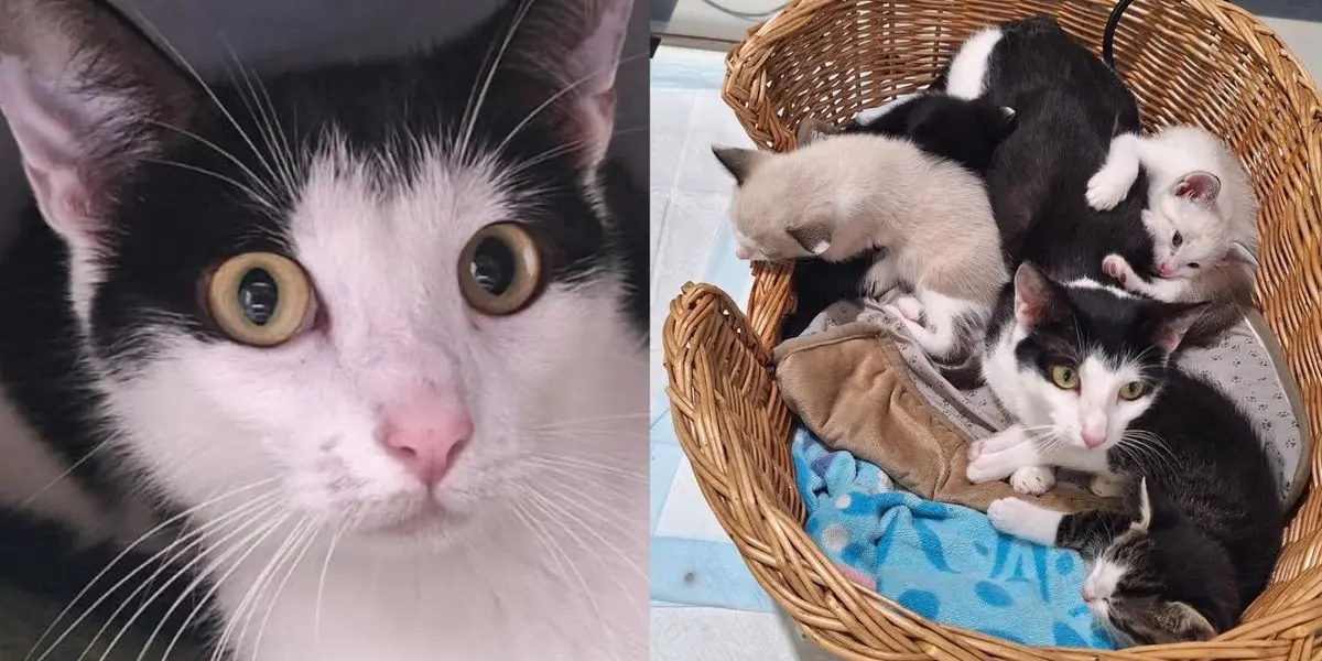 Rescued Feline Becomes Surrogate Mother to Nine Kittens