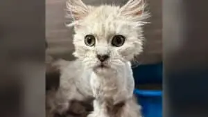 Rescued Cat With Severe Matting Finds New Home After Shelter Deadline