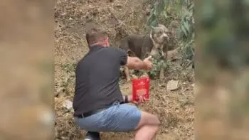 Rescued Dog Learns to Play After Weeks of Fear