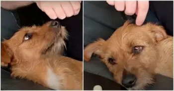 Rescued Dog Too Anxious For Adoption Finds Unexpected Love