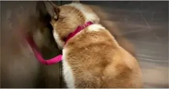 Rescued Husky Overcomes Severe Street Trauma