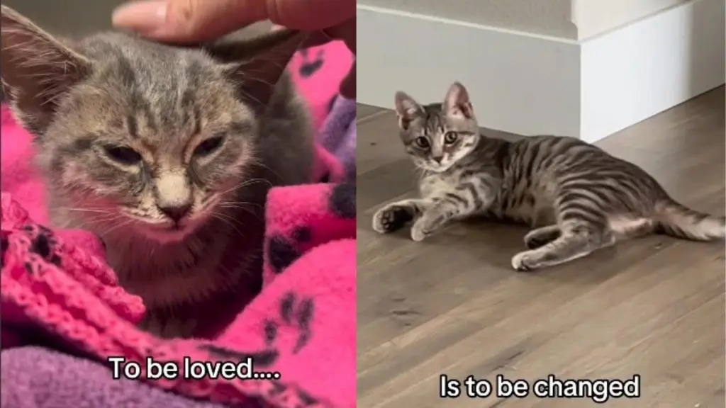 Rescue Kitten Stretches Out Indoors, & Four Weeks Off the Street Look Like a New Life