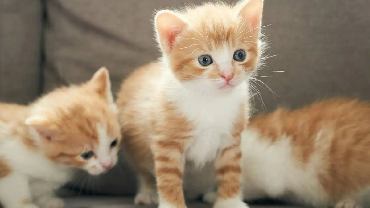 Orphaned Kittens Embark on Unexpected Underwater Adventure