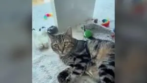 Rescue Cat Bagel Finds Home After Years in Laboratory