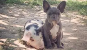 Rescued Piglet Forms Unlikely Bond With Family French Bulldog