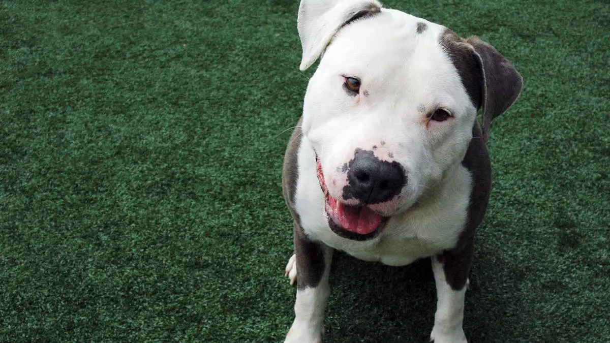 Rescued Pit Bull Finds Hope After Months of Neglect
