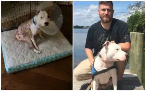 Rescue Dog Phoenix Finds New Purpose Helping Veteran With PTSD