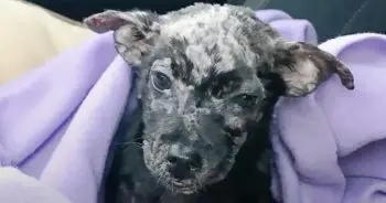Rescued Puppy Abby Overcomes Pain and Finds New Life