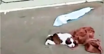 Rescued Puppy Found Abandoned and Critically Injured on Dilapidated Porch