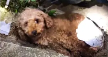 Rescuer Finds Injured Puppy Rotting in Ditch
