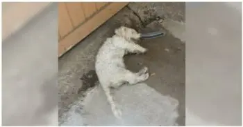 Rescuer Saves Abandoned Dog Found Near Death on Rural Road