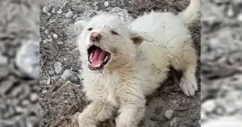 A Rescuer’s Compassion Saves a Vulnerable Puppy from Freezing Streets
