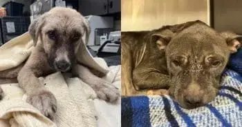 Rescuer Saves Sick Puppy Then Gets Call About Another Dog in Need
