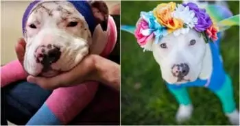 A Rescuer Transforms a Bandaged Shelter Dog Into a Joyful Butterfly