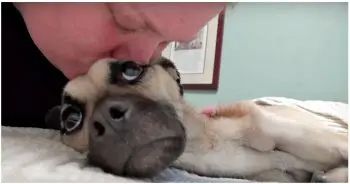 Rescuers Fight to Show Dog With Difficult Past She Deserves the World