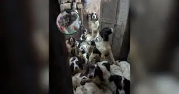 Rescuers Find Over 80 Spaniels and Two Cats in Severely Neglected Home