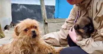 Rescuers Save Chained Mother Dog and Final Puppy