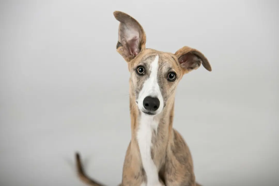 The Resilient Italian Greyhound Brings a Smile to the ER
