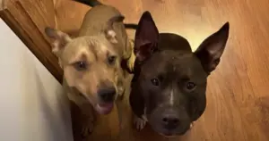 Retired Firefighter Reunited with Lost Dogs During Live Interview