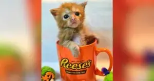 Ronda Caldrone Turns Tiny Foster Kittens Into Instagram‑Star Cupcakes