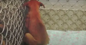 Runaway Lab Stuck In Shelter For 2 Years Smells Home From Kennel