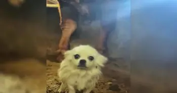 Rural Rescue Operation Saves Trapped Animal from Neglect