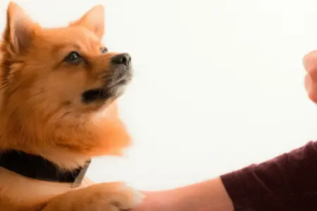 Spooktacular Halloween Dog Treat Recipes Turn Pumpkin Into Festive Snacks