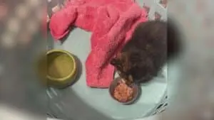 School Bus Driver Fired After Saving Stranded Kitten