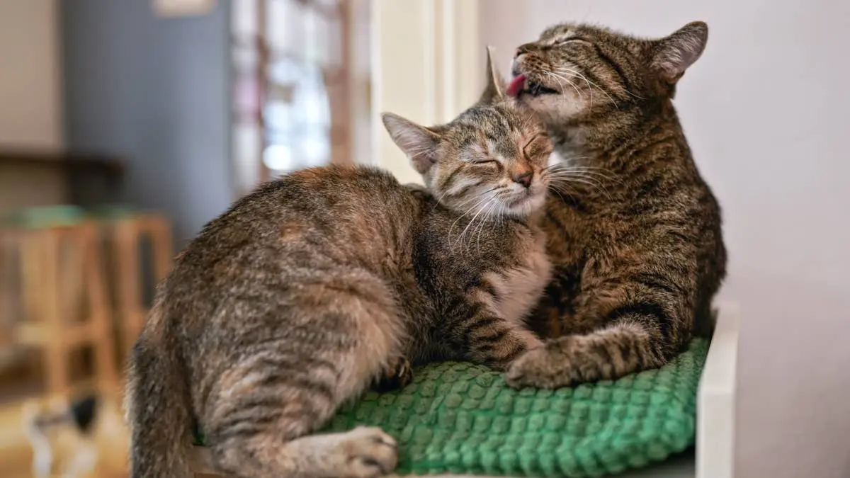 Senior Bonded Tabby Cats Seek Loving Home After Tragic House Fire