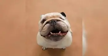 Senior Bulldog Rescued in North Carolina Gets Name to Match His Unusual Bark