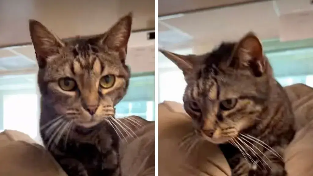 Senior Cat Loses Her Home After 15 Years & Her Next Chapter Depends on a Kind Stranger
