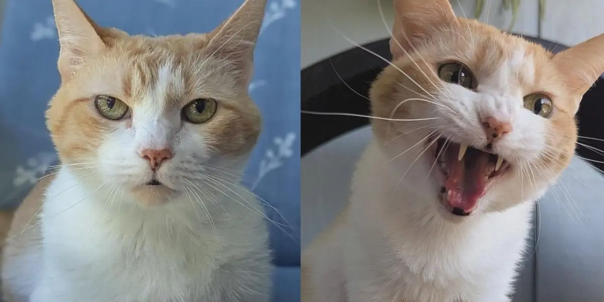 Senior Cat Finds New Life After Rescue Grants Seventh Chance