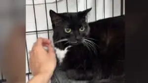 Senior Cat Surrendered After 11 Years Over Litter Box Issues