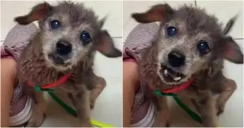 Senior Dog Link’s Heartbreaking Shelter Story Moves Online Community