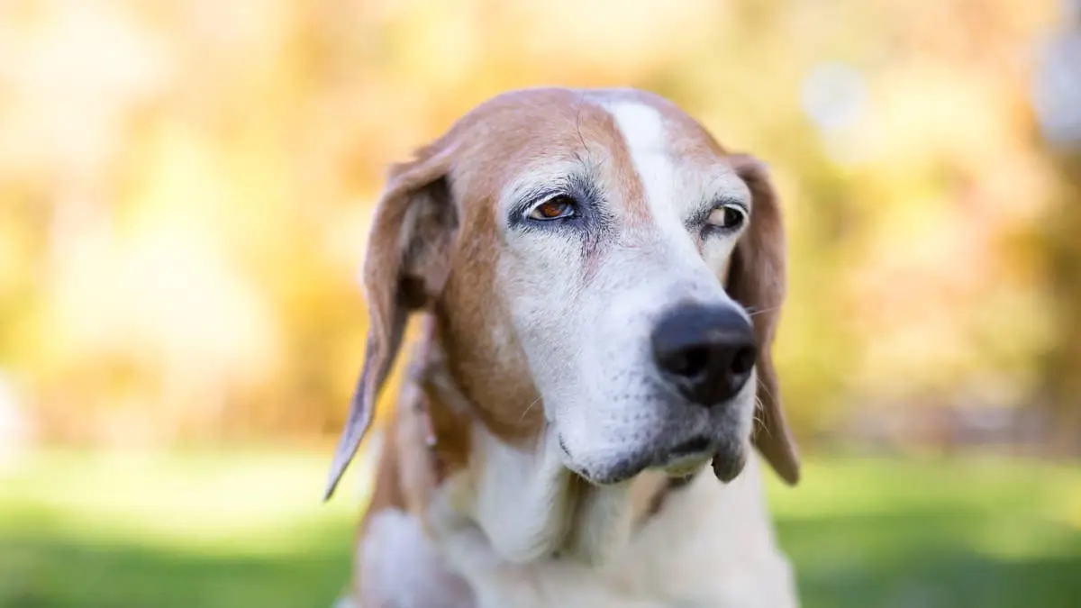 Senior Dog’s Thunderous Bark Causes Him to Fall Backwards