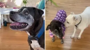 Senior Rescue Dog Relies on Younger Brother for Daily Guidance