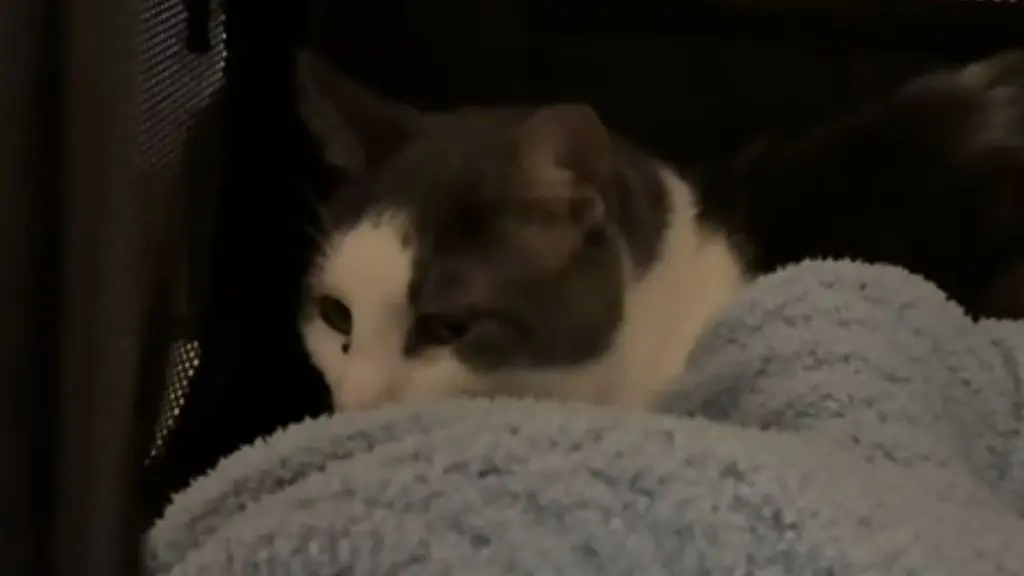 Senior Shelter Cat Banjo Finds Foster Home After Being Overlooked