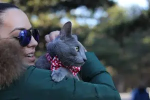Top Cat Breeds for Frequent Travelers in 2026