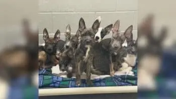 Seven Puppies Discovered at Recycling Center Spark Breed Mystery