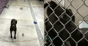 Shelter Adoption Day Leaves One Dog Without a Home